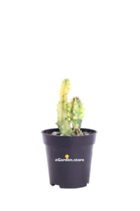 Staphelia Variegata - Huernia Variegata v5 egarden.store online