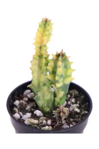 Staphelia Variegata - Huernia Variegata v5 egarden.store online