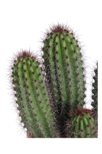 Stenocereus Thurberi v17 egarden.store online