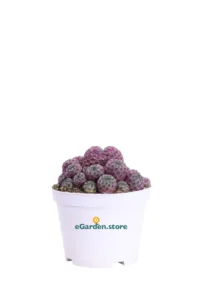 Sulcorebutia Rauschii Violacidermis v10 egarden.store online