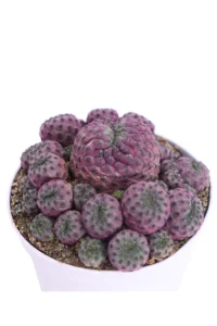 Sulcorebutia Rauschii Violacidermis
