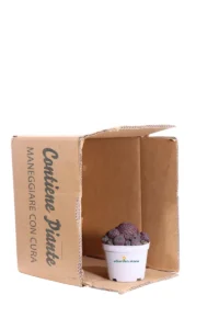 Sulcorebutia Rauschii Violacidermis v10 egarden.store online