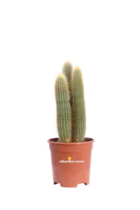 Weberbauerocereus Johnsonii v17 egarden.store 1 Weberbauerocereus Johnsonii v17 egarden.store online