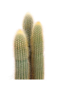 Weberbauerocereus Johnsonii v17 egarden.store 2 Weberbauerocereus Johnsonii v17 egarden.store online