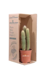 Weberbauerocereus Johnsonii v17 egarden.store 3 Weberbauerocereus Johnsonii v17 egarden.store online