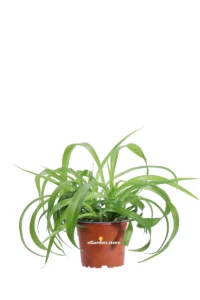 Clorofito - Chlorophytum Comosus Green Bonnie v12 egarden.store online