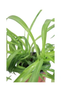 Clorofito - Chlorophytum Comosus Green Bonnie v12 egarden.store online