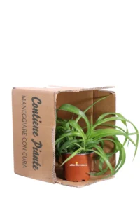 Clorofito - Chlorophytum Comosus Green Bonnie