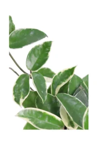 Hoya Carnosa Krimson Queen v9 egarden.store 2 Hoya Carnosa Krimson Queen v9 egarden.store online