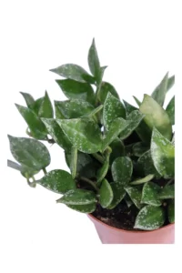 Hoya Krohniana Splash v9 egarden.store online