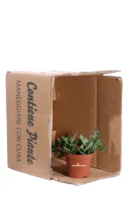 Hoya Krohniana Splash