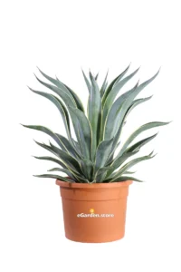 Agave Desmettiana Marginata