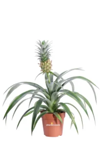 Ananas Mi Amigo v12 egarden.store online
