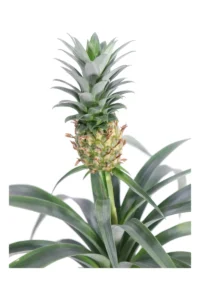 Ananas Mi Amigo v12 egarden.store online