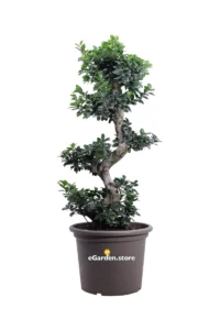 Bonsai Ficus Ginseng S Shape v50 egarden.store online