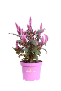 Celosia Merida Pink v12 egarden.store online