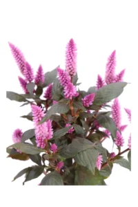 Celosia Merida Pink v12 egarden.store online