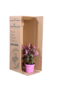 Celosia Merida Pink v12 egarden.store online