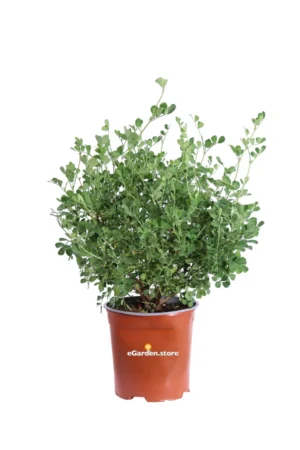 Coronilla Valentina Glauca