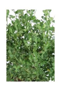 Coronilla Valentina Glauca v17 egarden.store online