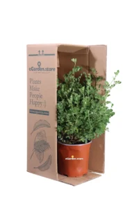 Coronilla Valentina Glauca