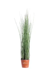 Equisetum Hyemale v17 egarden.store online