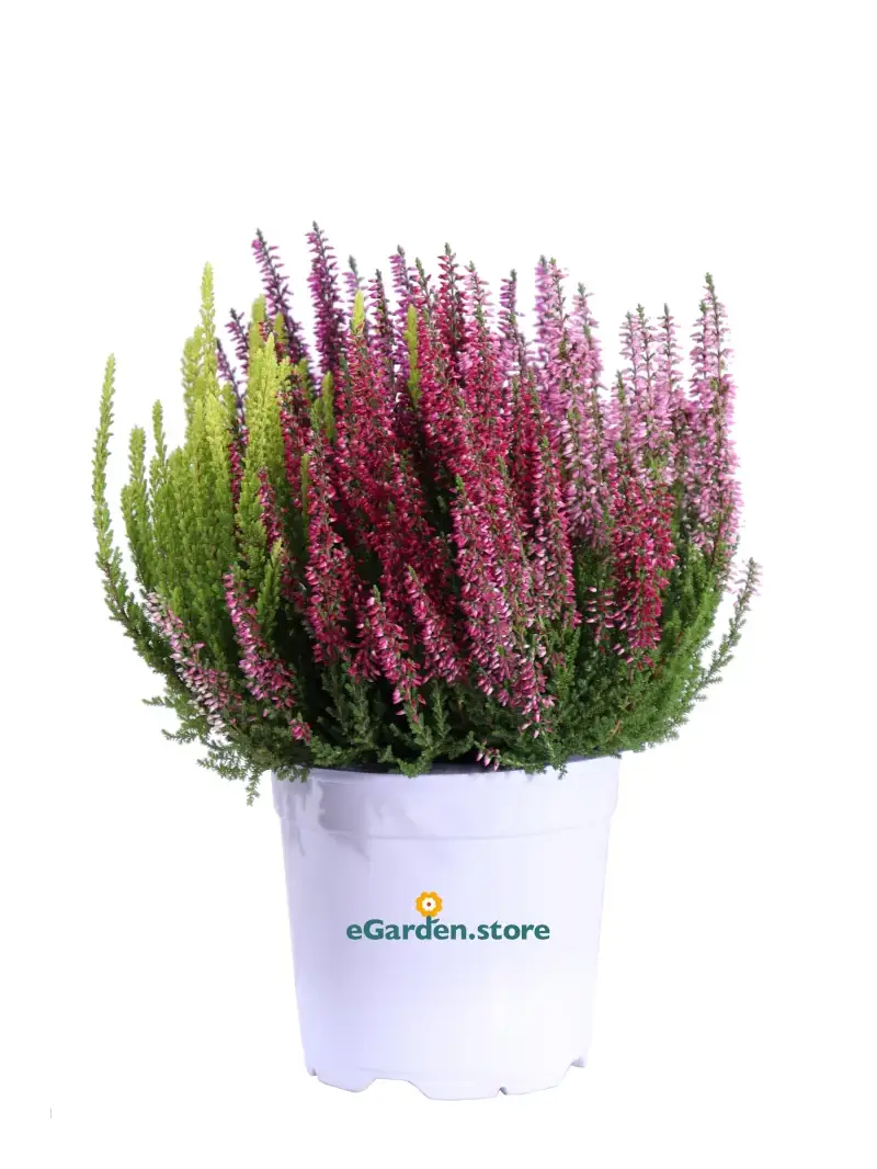 Erica - Calluna Vulgaris Tris v14 egarden.store online