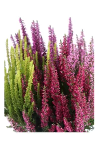 Erica - Calluna Vulgaris Tris v14 egarden.store online