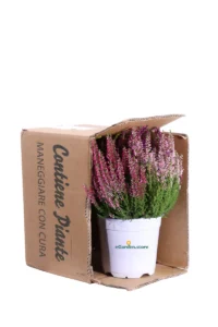 Erica - Calluna Vulgaris Tris v14 egarden.store online