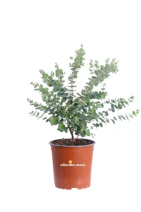 Eucalipto - Eucalyptus Moon Lagoon v17 egarden.store online