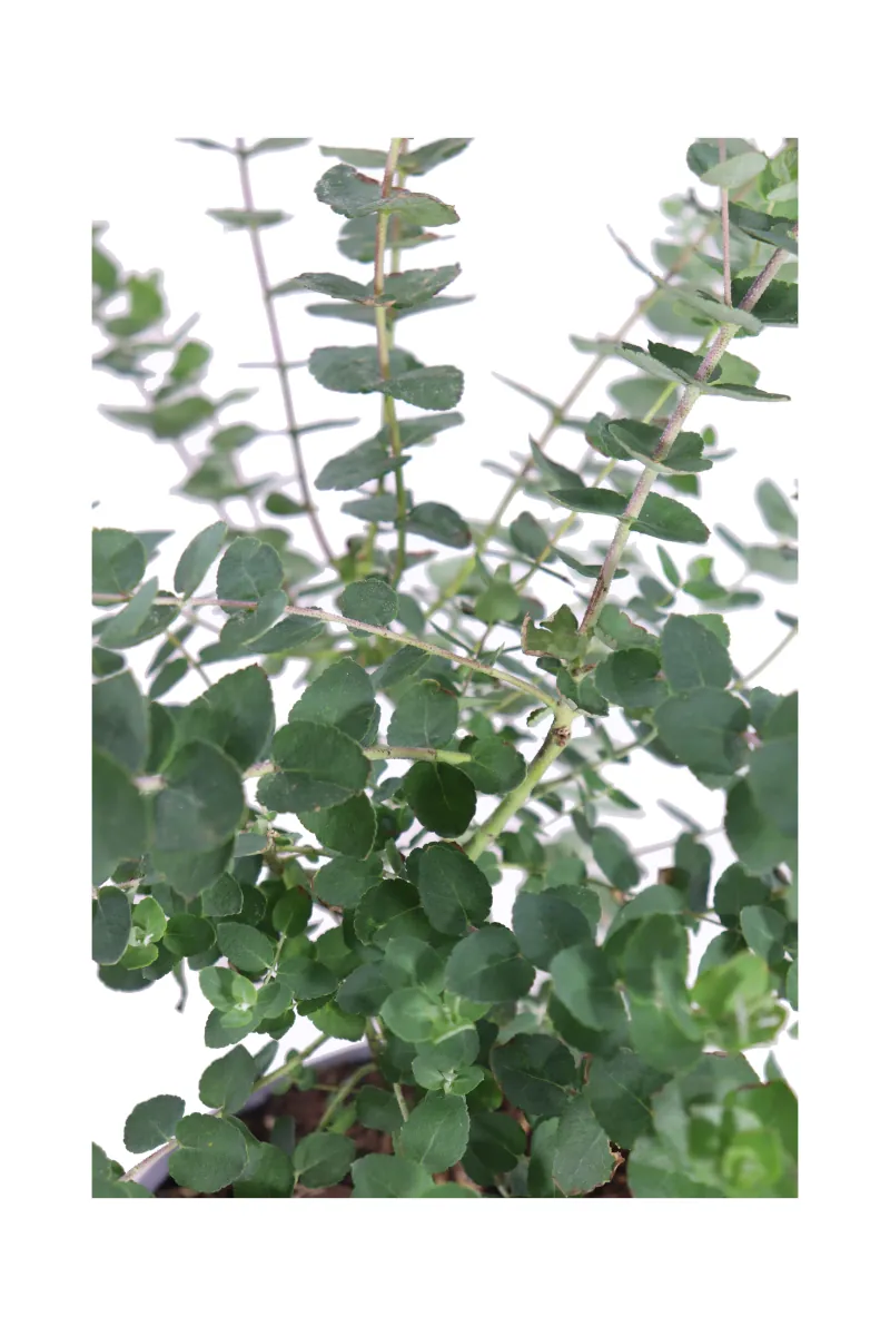 Eucalipto - Eucalyptus Moon Lagoon v17 egarden.store online