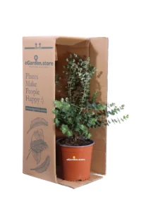 Eucalipto - Eucalyptus Moon Lagoon v17 egarden.store online