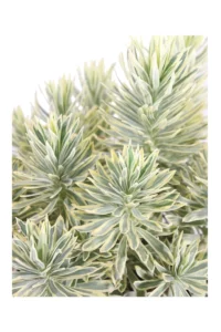 Euphorbia Characias Tasmanian Tiger