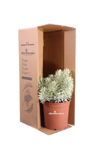 Euphorbia Characias Tasmanian Tiger v24 egarden.store online