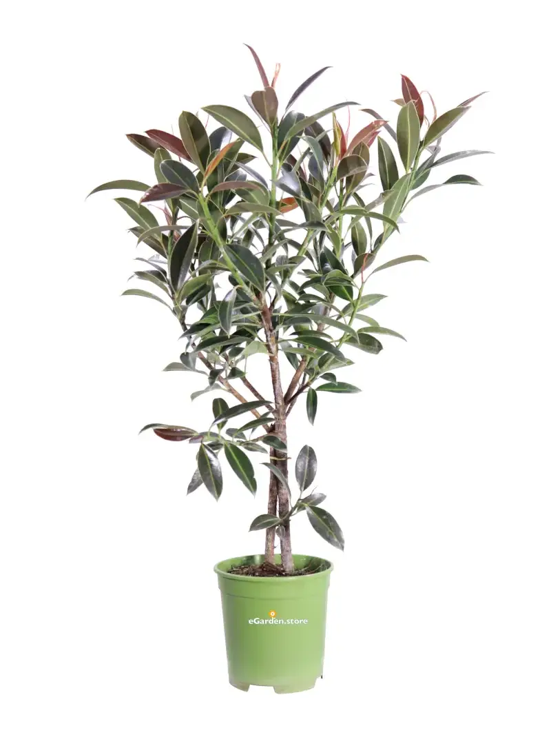 Ficus Elastica Nairobi v17 egarden.store online