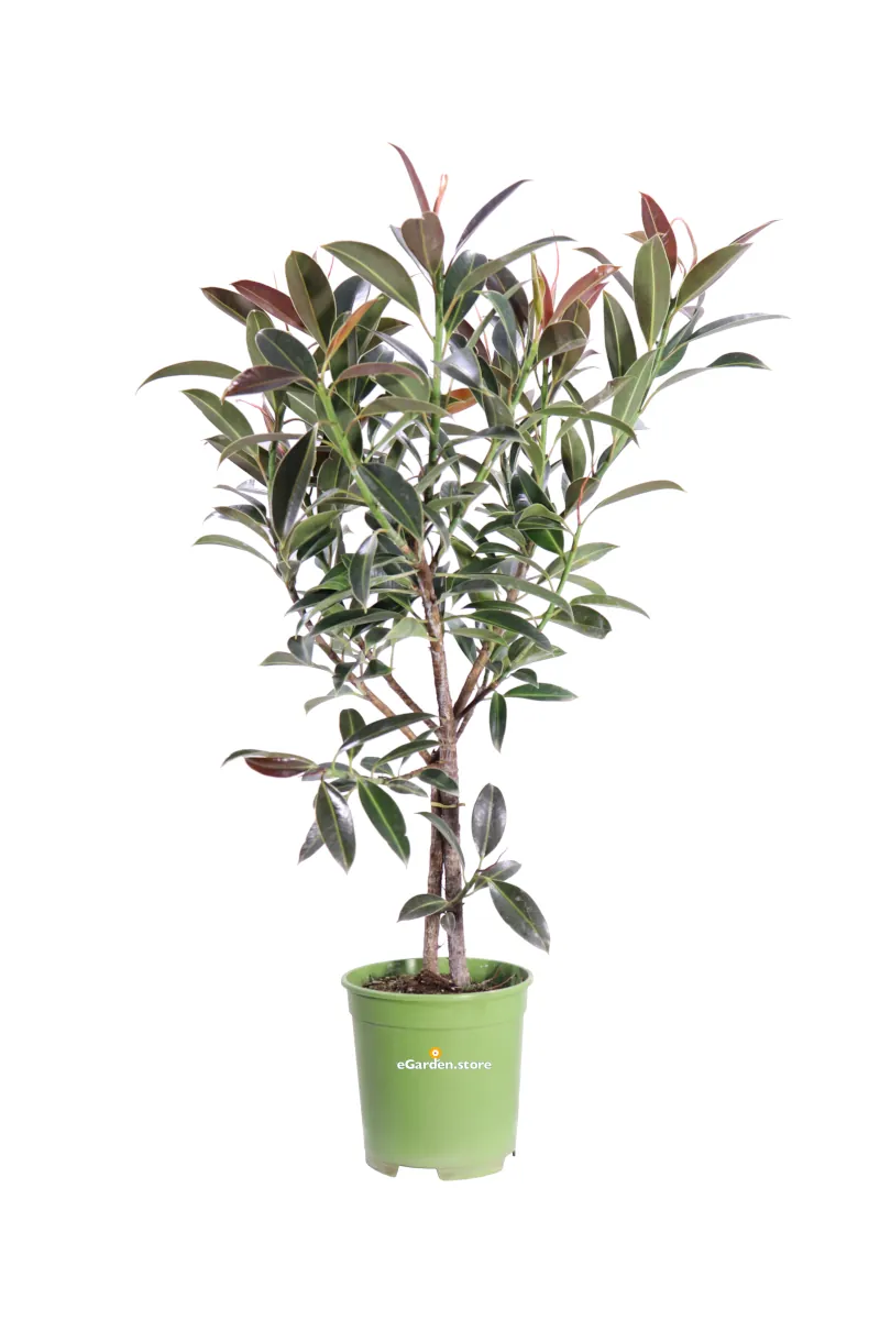 Ficus Elastica Nairobi v17 egarden.store online