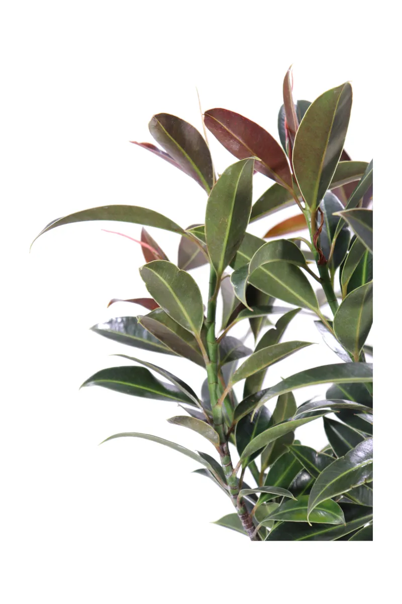 Ficus Elastica Nairobi v17 egarden.store 2 Ficus Elastica Nairobi v17 egarden.store online