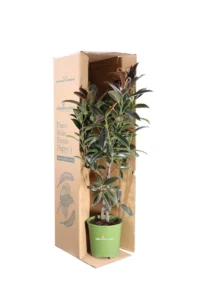 Ficus Elastica Nairobi v17 egarden.store 3 Ficus Elastica Nairobi