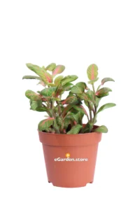 Fittonia Bubble Green v8 egarden.store online