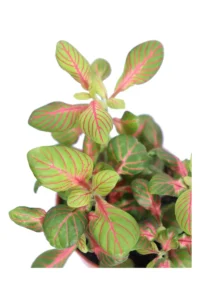 Fittonia Bubble Green v8 egarden.store online