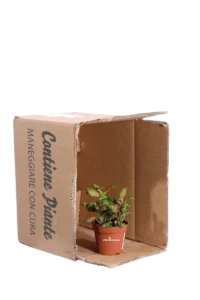 Fittonia Bubble Green v8 egarden.store online