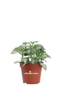 Fittonia Mosaic White Tiger v8 egarden.store 1 Fittonia Mosaic White Tiger v8 egarden.store online