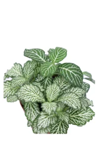 Fittonia Mosaic White Tiger v8 egarden.store 2 Fittonia Mosaic White Tiger v8 egarden.store online