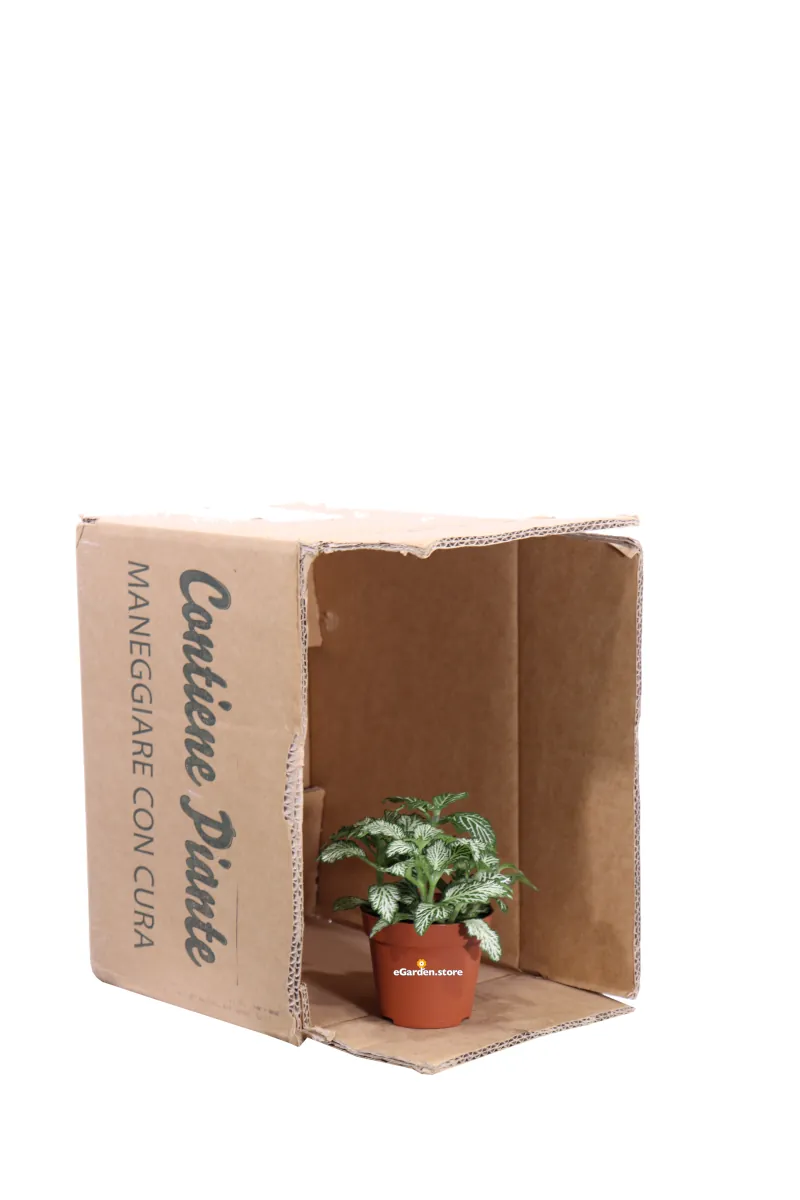 Fittonia Mosaic White Tiger v8 egarden.store 3 Fittonia Mosaic White Tiger v8 egarden.store online