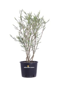 Ozothamnus Rosmarinifolius v24 egarden.store online