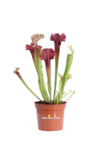 Sarracenia Judith