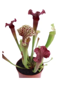 Sarracenia Judith