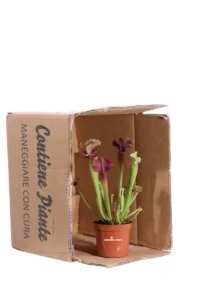 Sarracenia Judith v9 egarden.store online