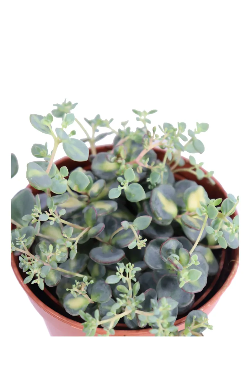 Sedum Sieboldii Mediovariegatum v10 egarden.store online
