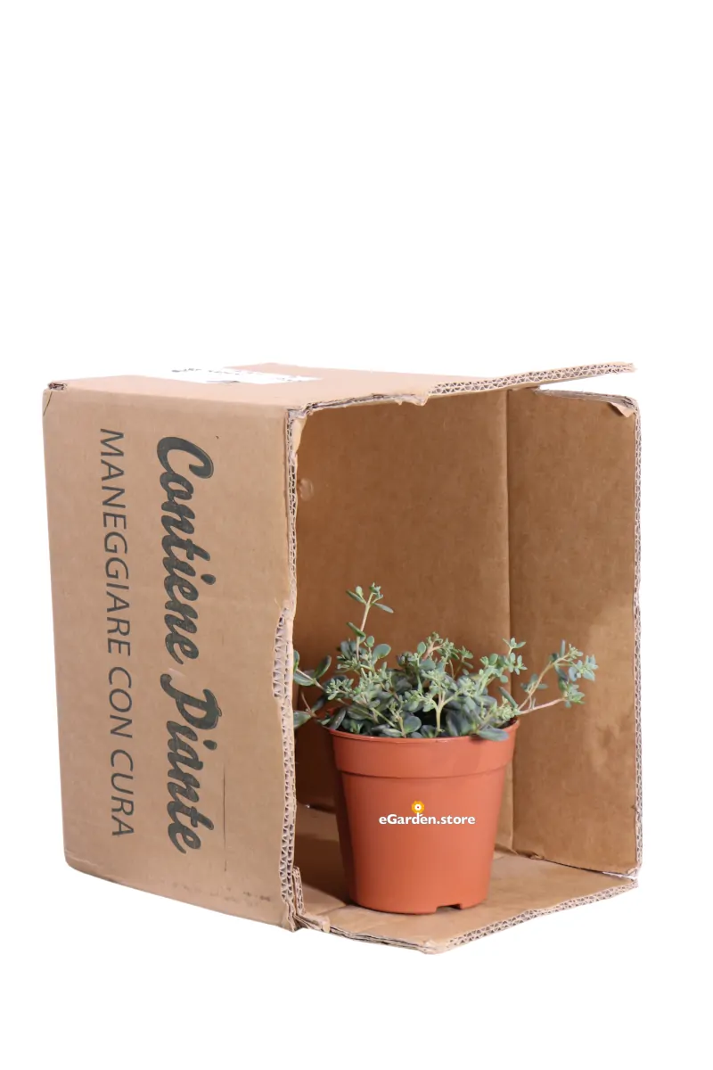 Sedum Sieboldii Mediovariegatum